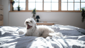 Small fluffy dog on comfortable bedding