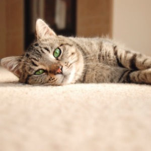 cat relaxing on carpet
